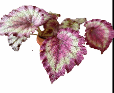Begonia Gorgeous Tissue Culture