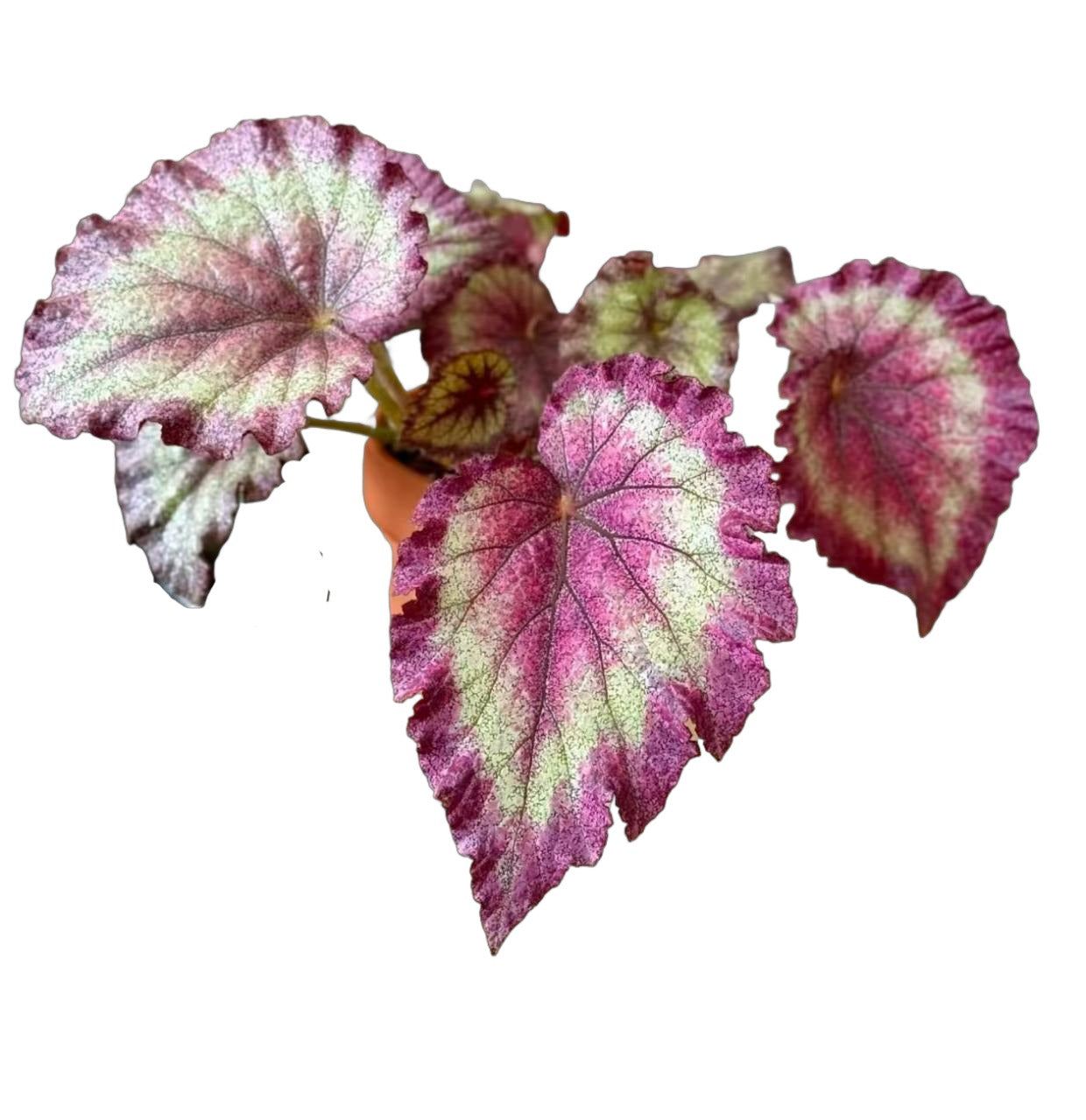 Begonia Gorgeous TC | Grower's Choice, Fujian Collection