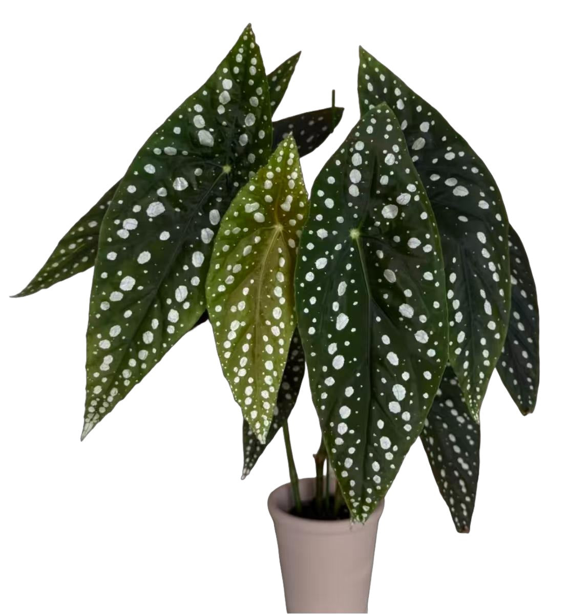 Begonia Sierra Mountain King TC | Grower's Choice, Fujian Collection