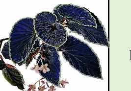 Begonia Darthvaderiana Tissue Culture
