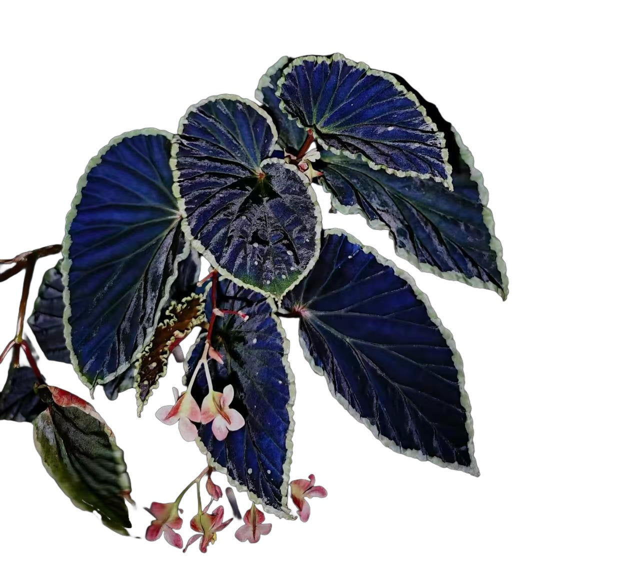 Begonia Darthvaderiana TC | Grower's Choice, Fujian Collection
