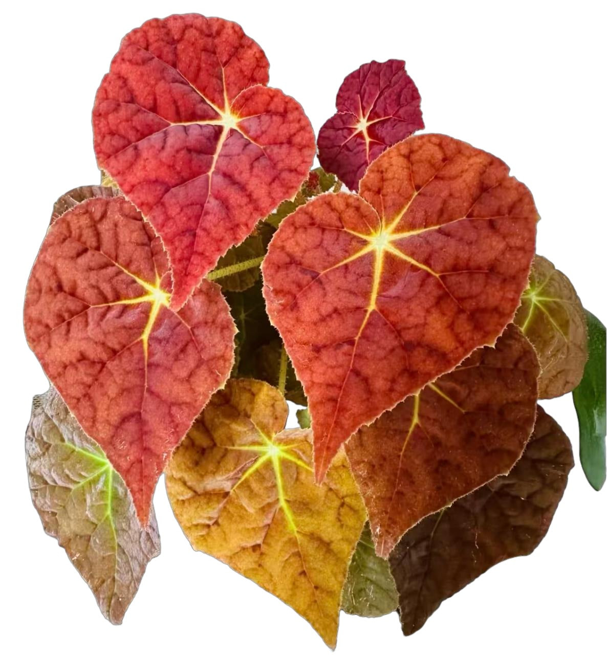 Begonia Autumn Ember TC | Grower's Choice, Fujian Collection