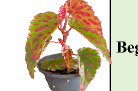 Begonia Pink Lava Tissue Culture