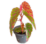 Begonia Pink Lava TC | Grower's Choice, Fujian Collection