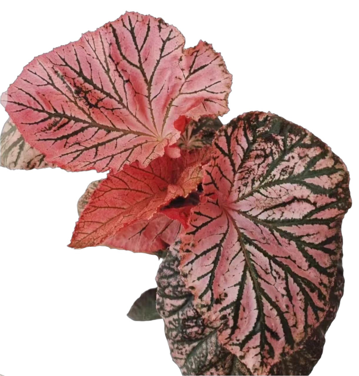 Begonia Midnight Sun TC | Grower's Choice, Fujian Collection