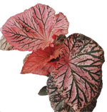 Begonia Midnight Sun TC | Grower's Choice, Fujian Collection