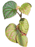 Begonia Rosepunctata TC | Grower's Choice, Fujian Collection