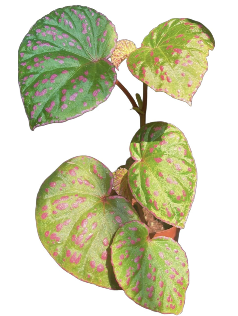 Begonia Rosepunctata TC | Grower's Choice, Fujian Collection