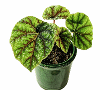 Begonia Pseudoedulis Tissue Culture