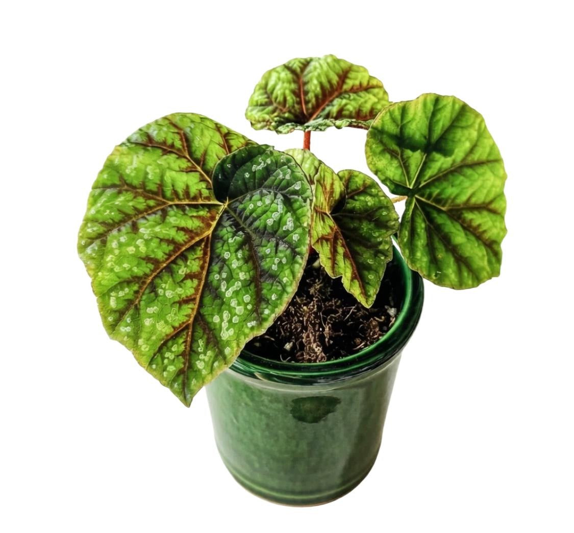 Begonia Pseudoedulis TC | Grower's Choice, Fujian Collection