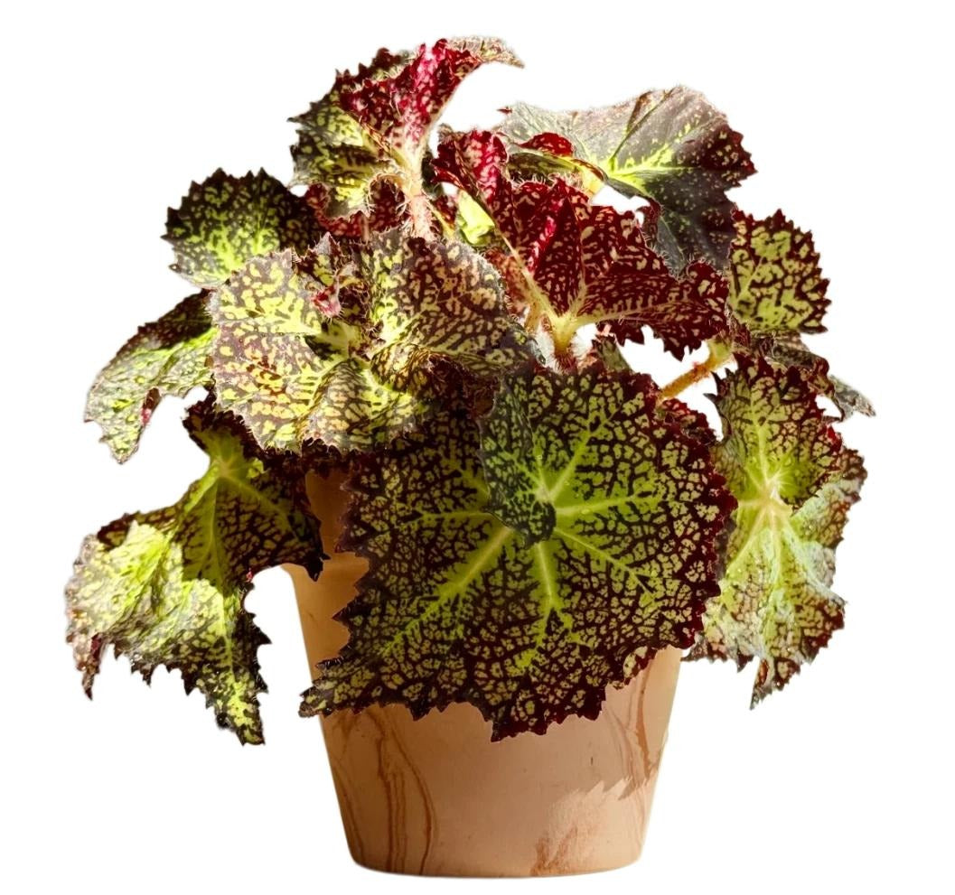 Begonia Brook Crystal TC | Grower's Choice, Fujian Collection
