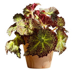Begonia Brook Crystal TC | Grower's Choice, Fujian Collection