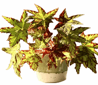 Begonia Geometry Tissue Culture