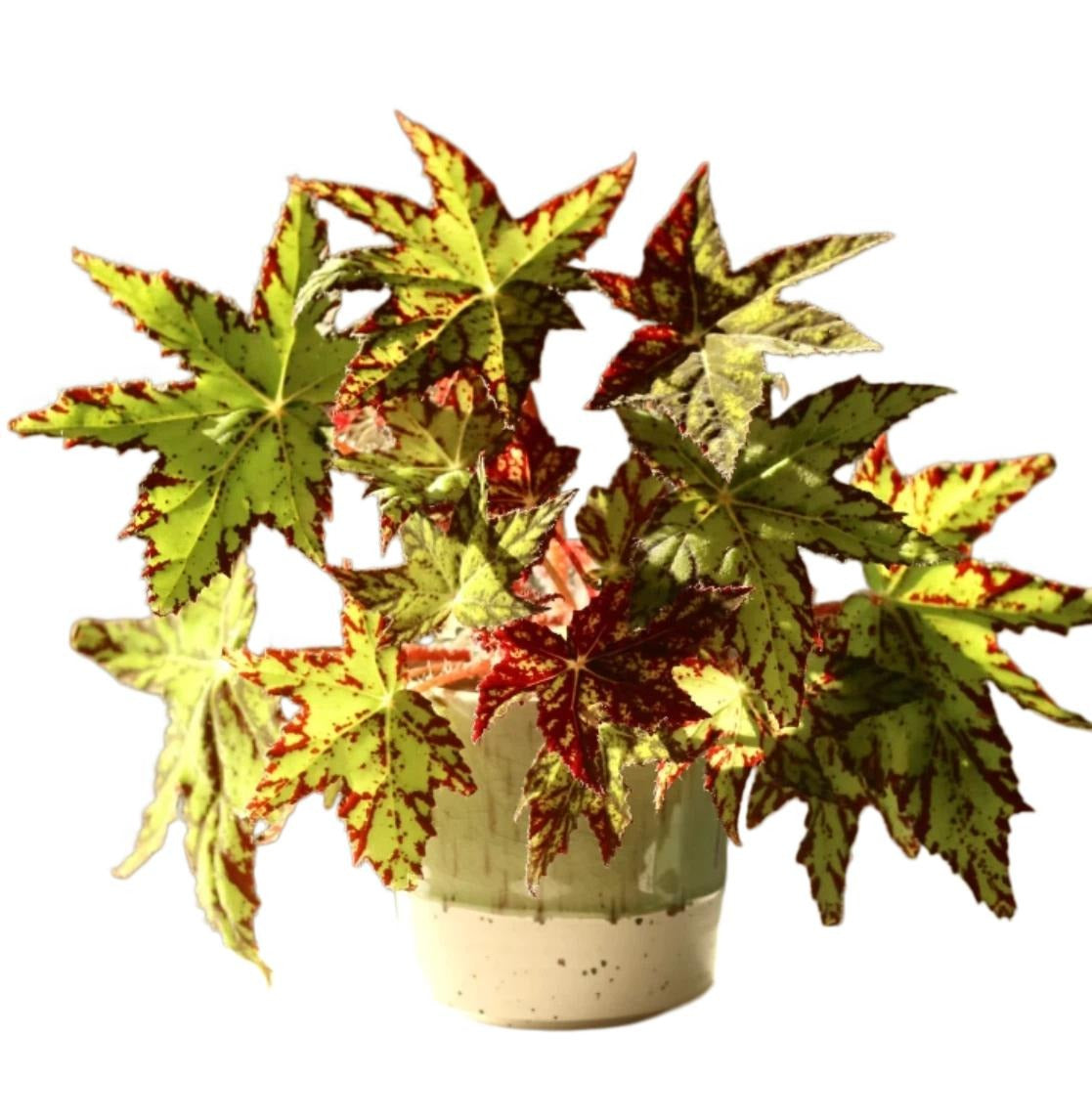 Begonia Geometry TC | Grower's Choice, Fujian Collection