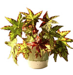 Begonia Geometry TC | Grower's Choice, Fujian Collection