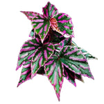 Begonia Queen TC | Grower's Choice, Fujian Collection