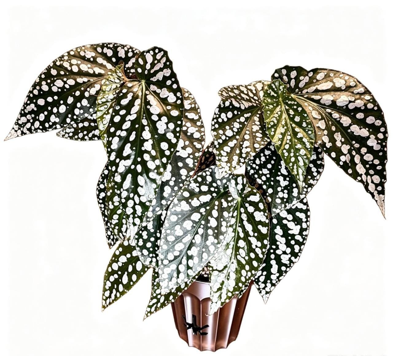 Begonia Miss Diamond TC | Grower's Choice, Fujian Collection