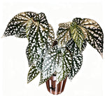 Begonia Miss Diamond TC | Grower's Choice, Fujian Collection