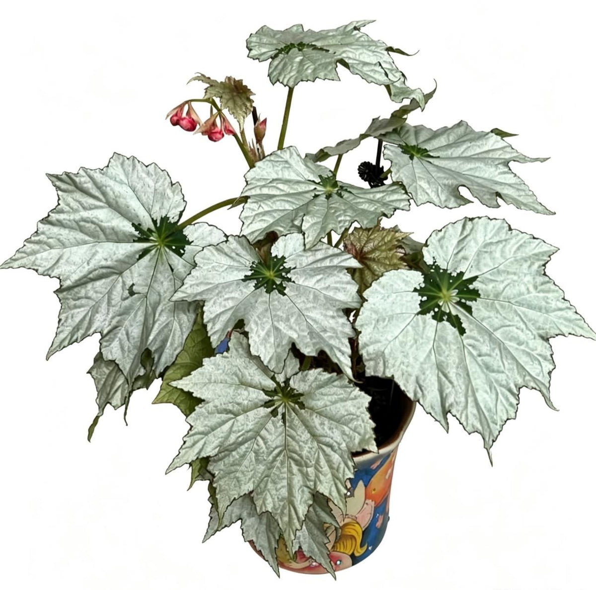 Begonia Holiday Snowflakes TC | Grower's Choice, Fujian Collection