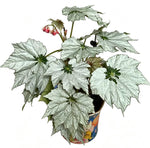 Begonia Holiday Snowflakes TC | Grower's Choice, Fujian Collection