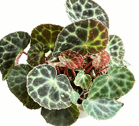 Begonia Trang Tissue Culture