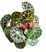 Begonia Trang TC | Grower's Choice, Fujian Collection