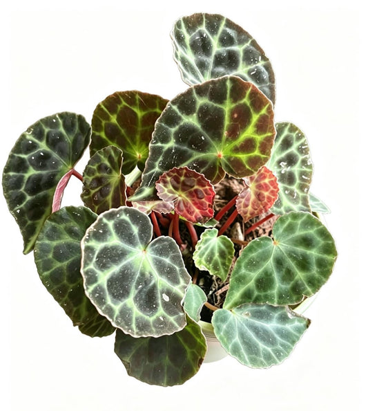 Begonia Trang TC | Grower's Choice, Fujian Collection