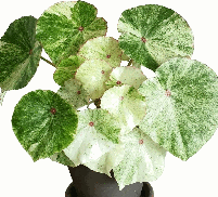 Begonia Rouge Variegated Tissue Culture