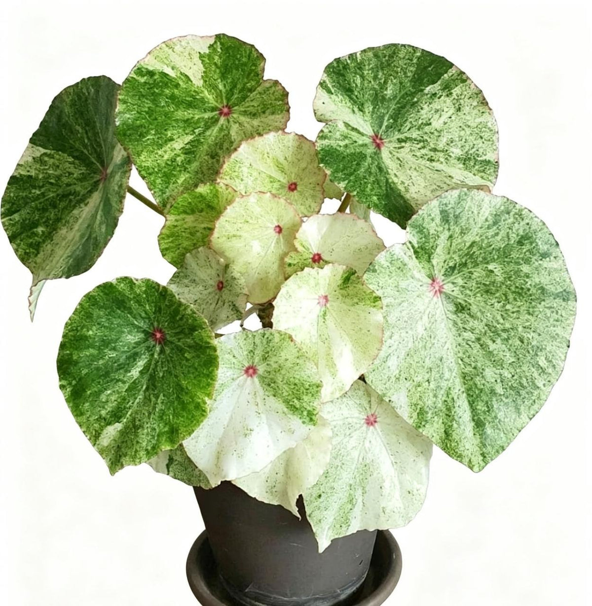 Begonia Rouge Variegated TC | Grower's Choice, Fujian Collection