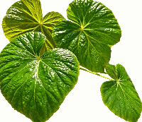 Begonia Silletensis Tissue Culture