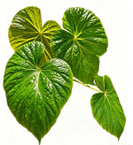 Begonia Silletensis TC | Grower's Choice, Fujian Collection