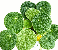 Begonia Microsperma Tissue Culture