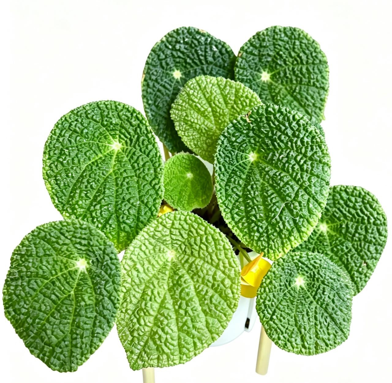 Begonia Microsperma TC | Grower's Choice, Fujian Collection