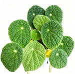 Begonia Microsperma TC | Grower's Choice, Fujian Collection