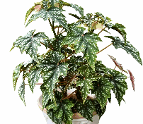 Begonia Lzumo no kiraboshi Tissue Culture