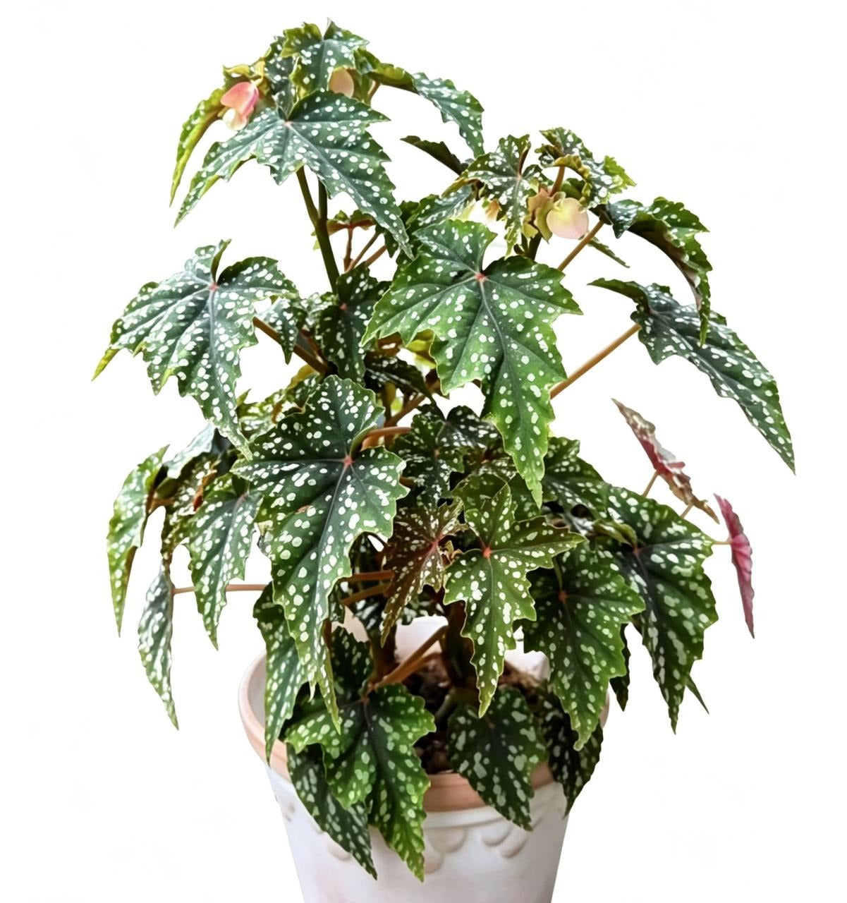 Begonia Lzumo no kiraboshi TC | Grower's Choice, Fujian Collection