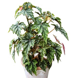 Begonia Lzumo no kiraboshi TC | Grower's Choice, Fujian Collection