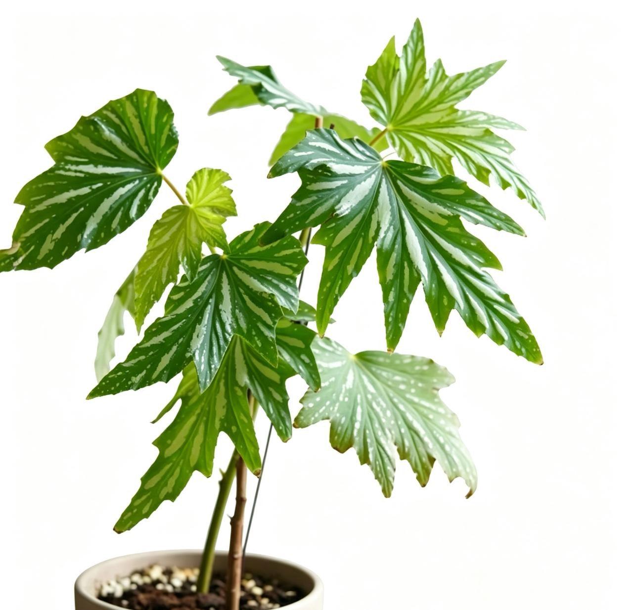Begonia Aconitifolia TC | Grower's Choice, Fujian Collection