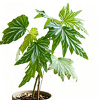 Begonia Aconitifolia TC | Grower's Choice, Fujian Collection