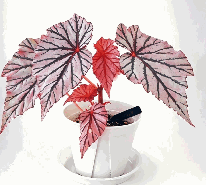 Begonia Ashura Tissue Culture