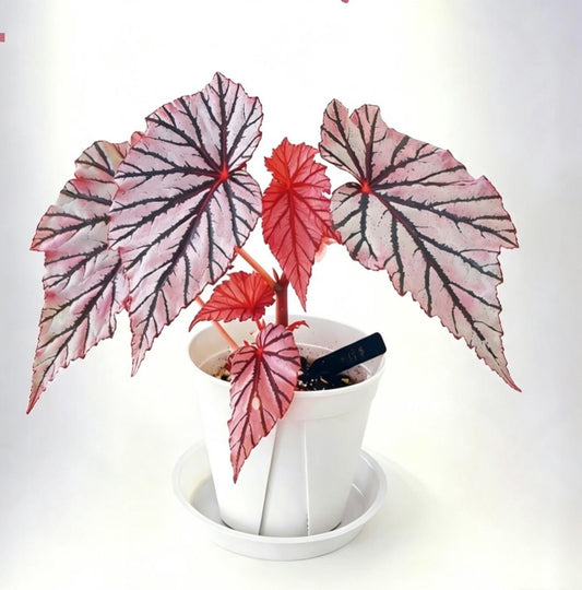 Begonia Ashura TC | Grower's Choice, Fujian Collection