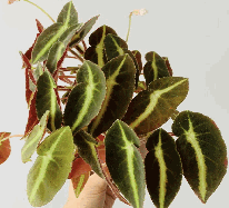 Begonia Listada Tissue Culture