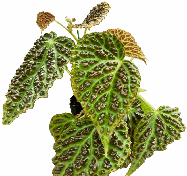 Begonia Dracopelta Tissue Culture