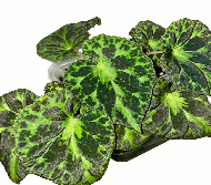 Begonia Plebeja Tissue Culture