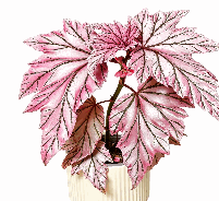 Begonia Lamoon Tissue Culture