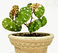 Begonia Jiewhoei kiew Tissue Culture