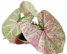 Caladium Milan Tissue Culture