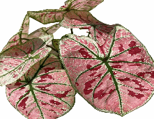 Caladium Strawbwrry Heart Tissue Culture