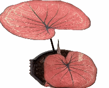 Caladium Siam Moon Tissue Culture