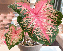 Caladium Clowning Around Tissue Culture
